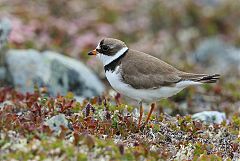 Semipalmated Plover